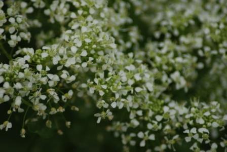 altre foto di fiori: generi Arum e Cardaria